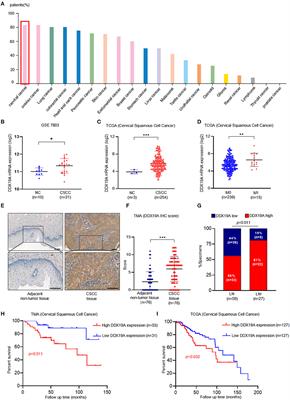 DDX19A Promotes Metastasis of Cervical Squamous Cell Carcinoma by Inducing NOX1-Mediated ROS Production